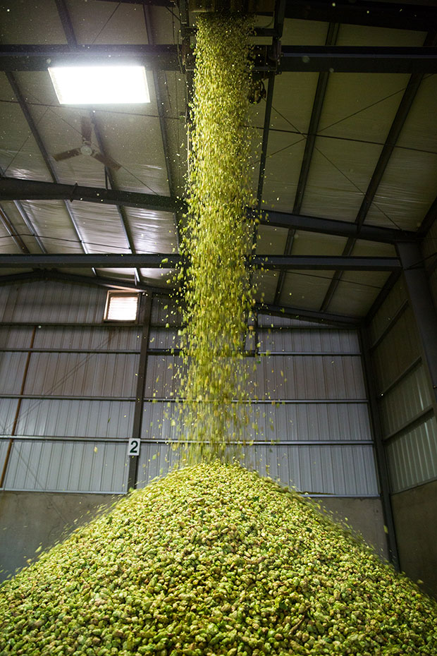 hops poured into a pile