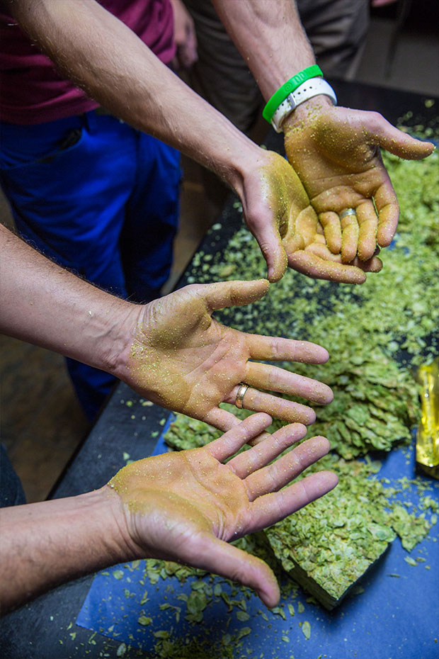 green hop dust on hands