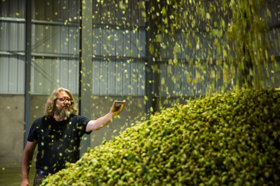 Dave Engbers taking a video of hops poured into a pile