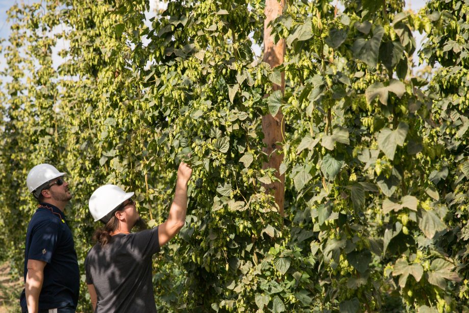 two people checking hop vines