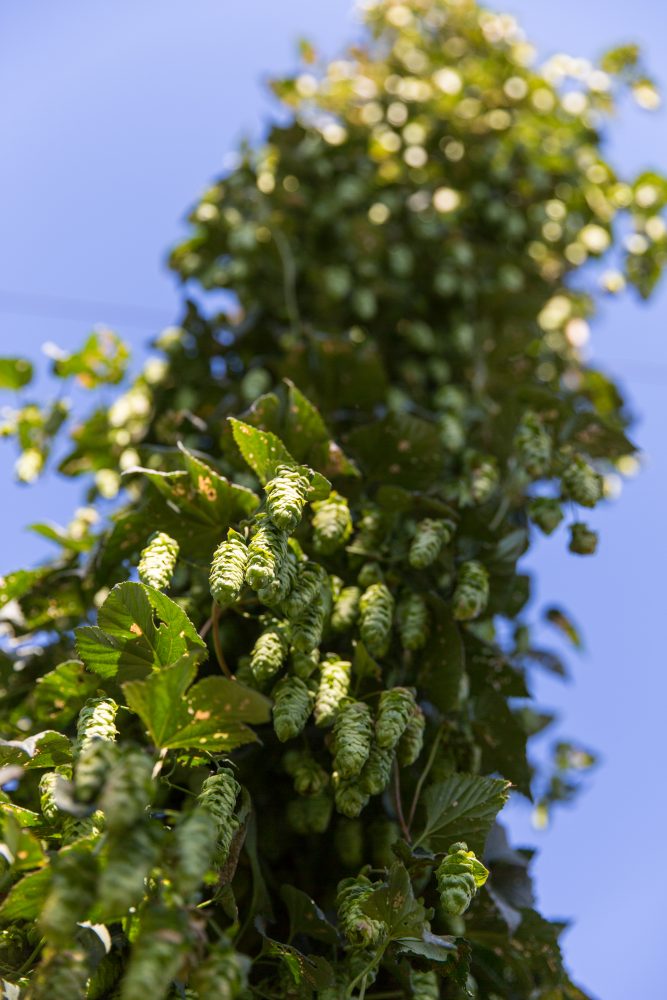 close up of hops plant
