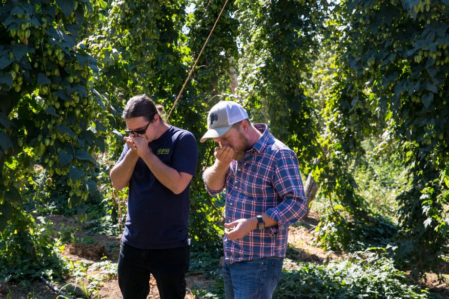 Two people smelling hops