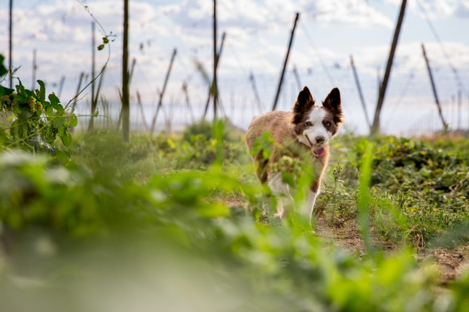 dog wandering through hop field