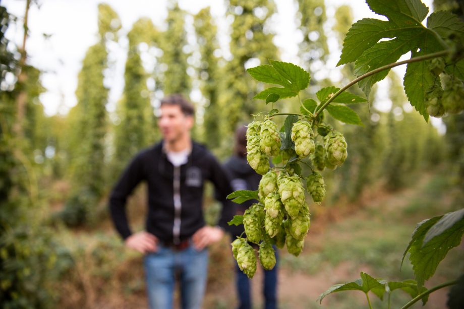 close up of hops hanging from a vine