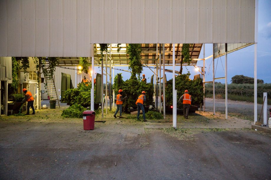 workers at a hop farm
