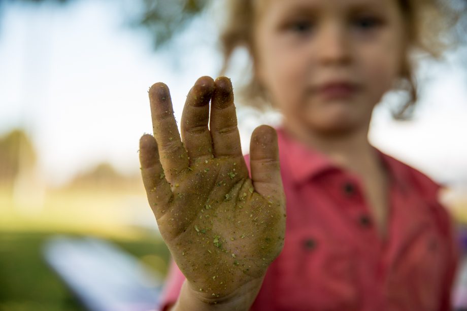 hop dust on a child's hand