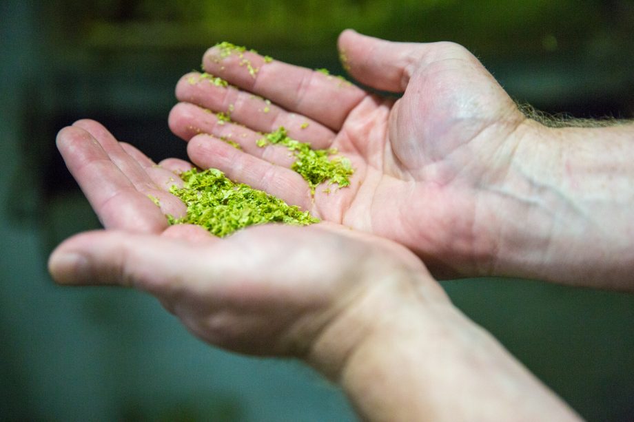 holding pieced of hops in hands
