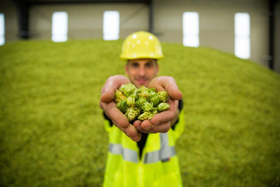 Man holding up a handful of hops