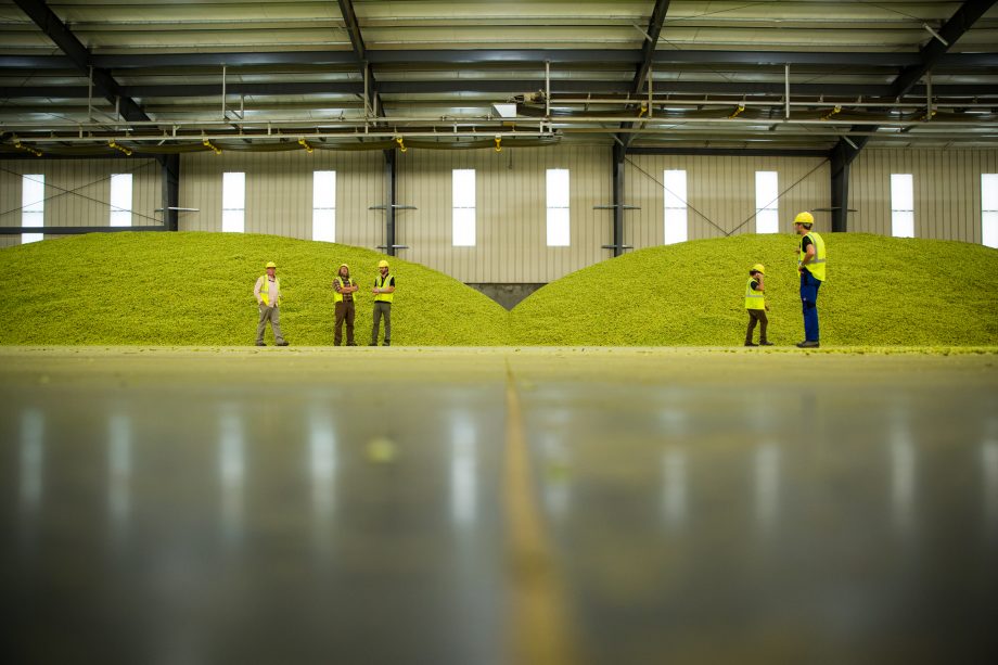 people standing in front of large green hop piles